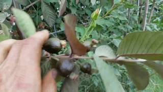 OVERABUNDANCE! Red Malaysian Guava! Growing tropical fruits in the desert!