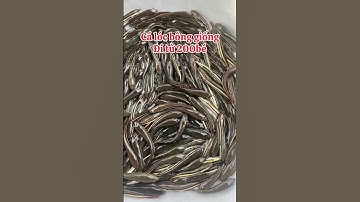 Cá lóc bông giống #cá_giống #trại_cá_giống_út_me #ca #cagiong 0909770509