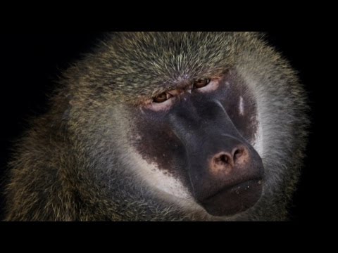 BABOONS From Research to Retirement