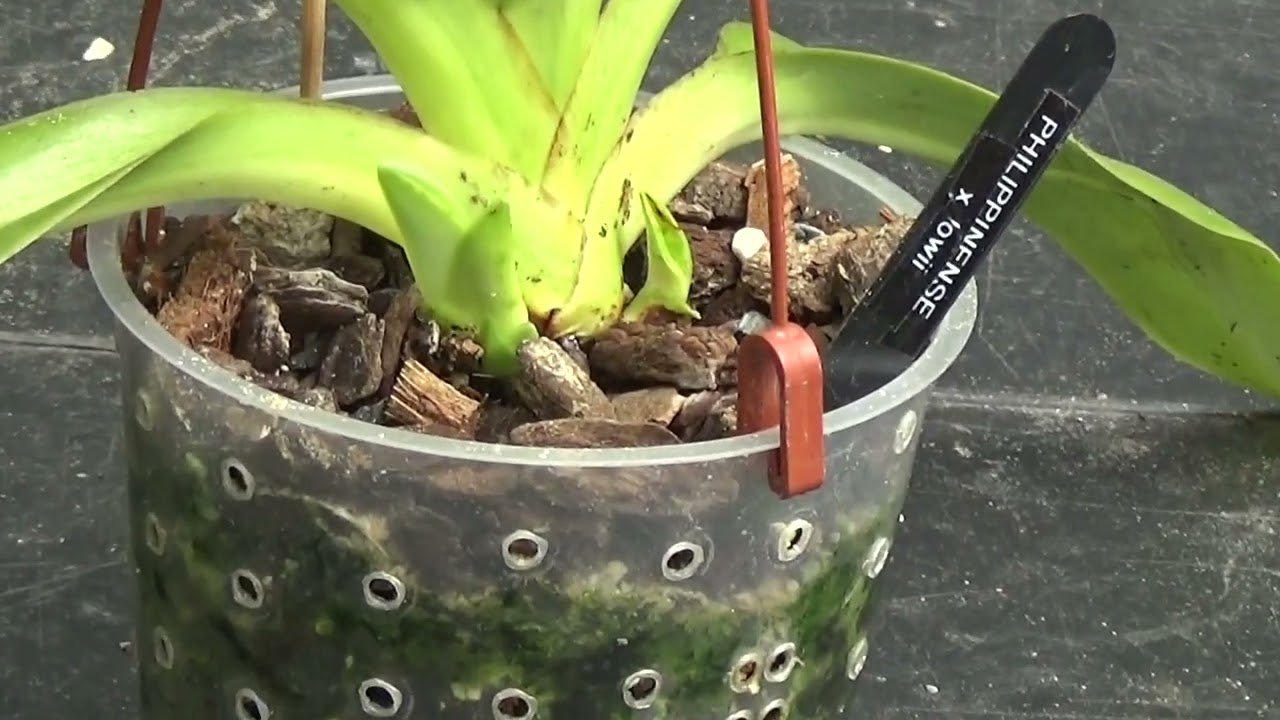 Многоцветковые пафиопедилумы