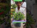 Wonderful Bushy Torenia or wishbone flower plant #shorts #price