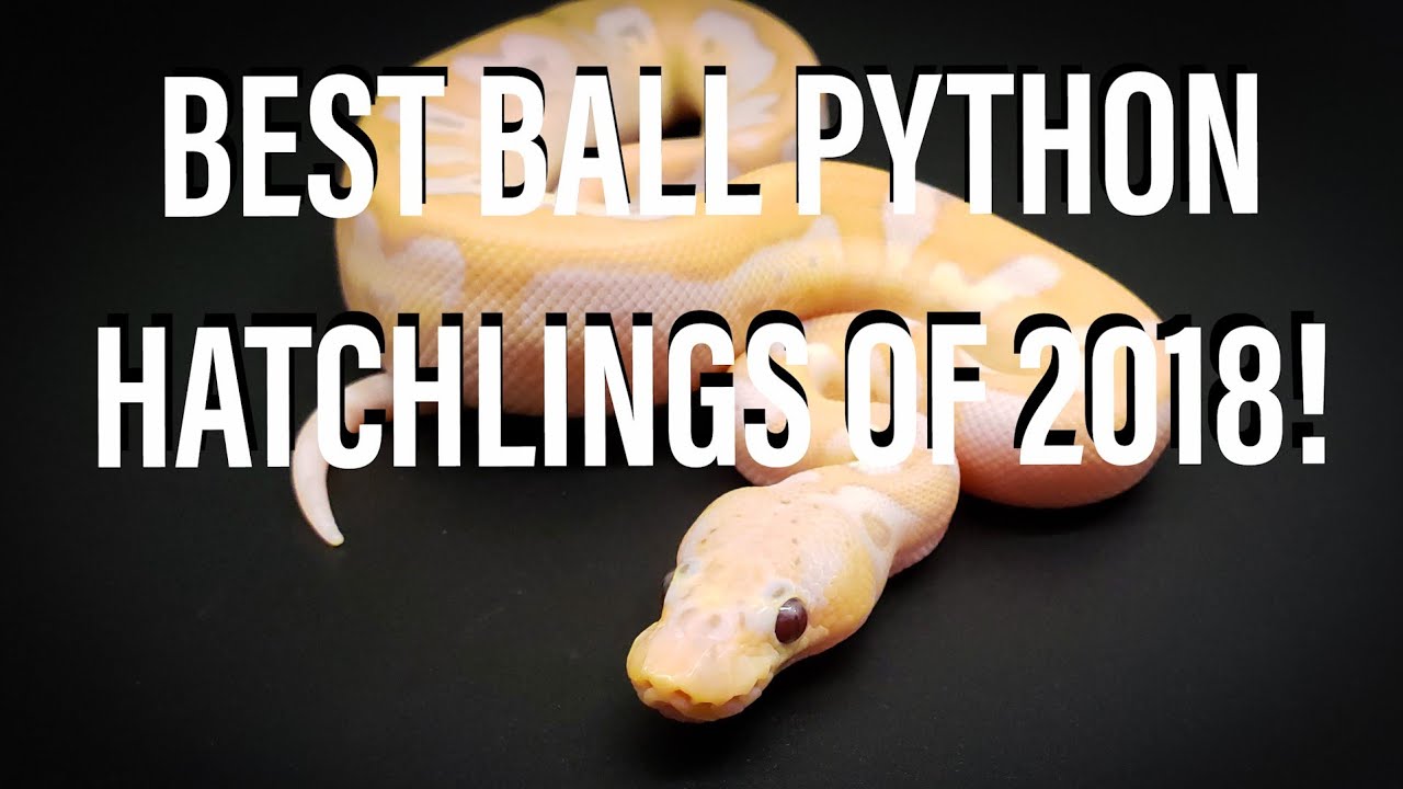 pythons for sale BEST BALL PYTHON HATCHLINGS OF 2018!! CRAZY NEW STUFF!!