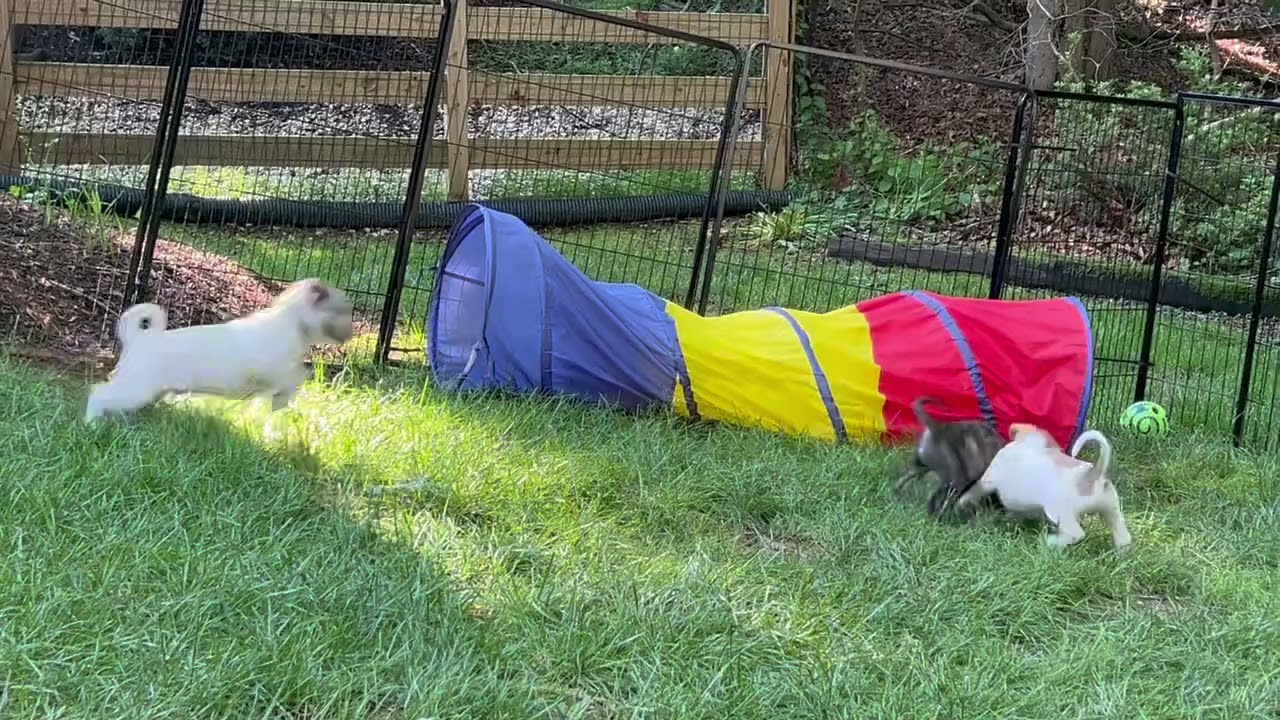 Video of adoptable pet named Chicadee