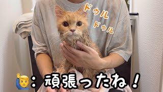 Download Lagu 全身びしょ濡れでドゥルドゥル言いながらおやつを食べる猫が可愛い!食べた後は... MP3 Download Lagu 全身びしょ濡れでドゥルドゥル言いながらおやつを食べる猫が可愛い!食べた後は... MP3