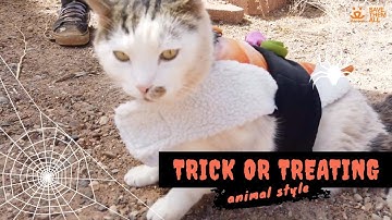 Meet the cat who loves to go trick-or-treating at Best Friends Animal Sanctuary