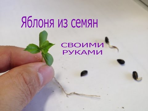Яблоня из семян-косточки своими руками.От семени до сеянца.