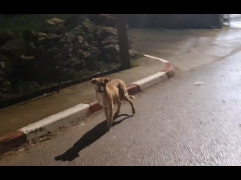 فيديو: كيفية طرد كلب ضال