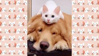 Cute and Funny Cat Videos to Make Your Sunday!😸2021 by CutieCats 1,623 views 3 years ago 1 minute, 19 seconds