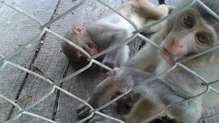 BANBATIKA JOO RUPANDEHI2016 07 07
