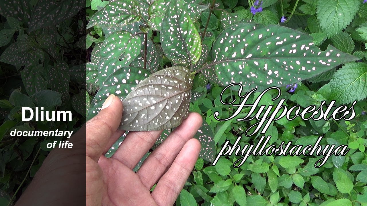 Polka dot plant (Hypoestes phyllostachya) - YouTube
