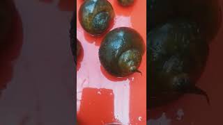 #সামুক#গোলসামুক#কালোসামুক#কালারসামুক