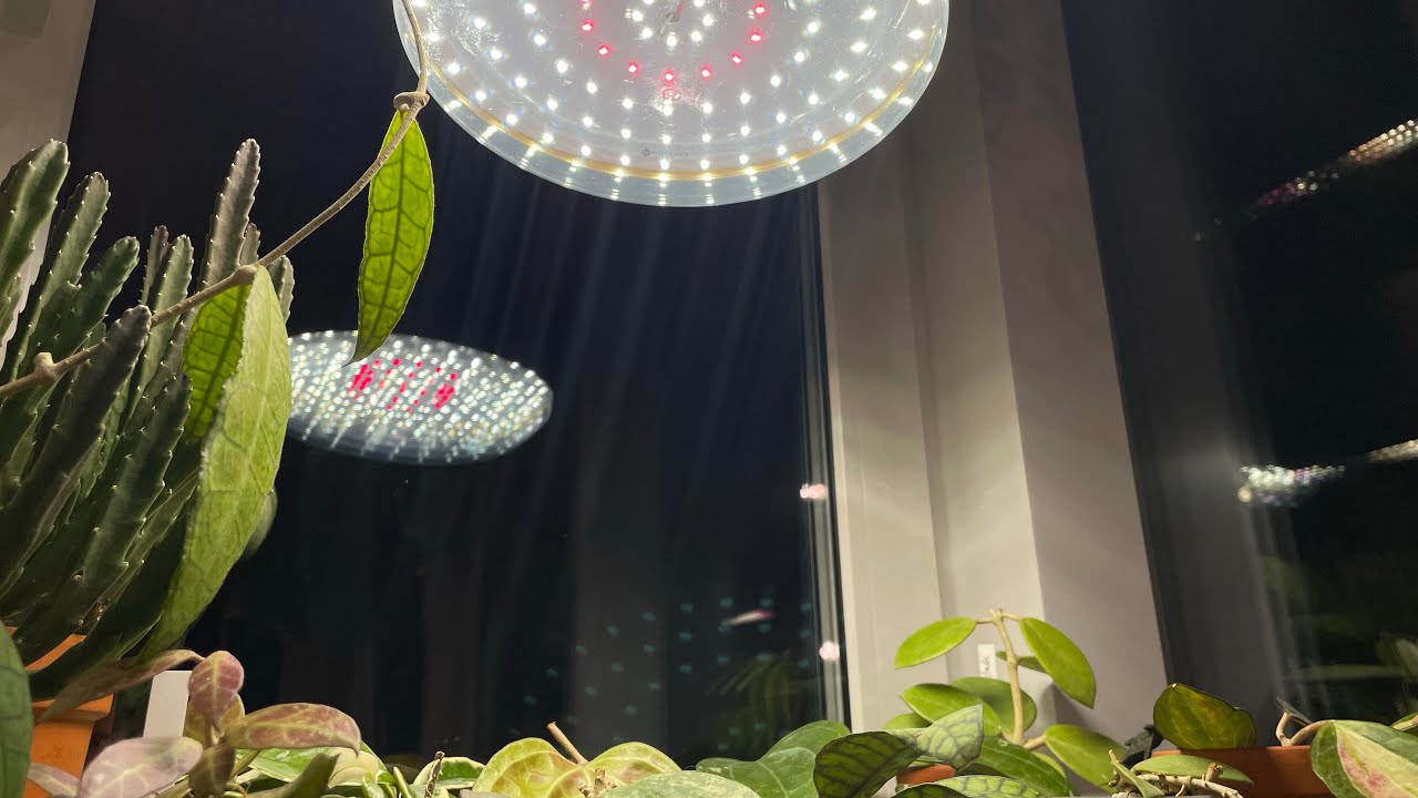 Фитолампы для комнатных растений - YouTube