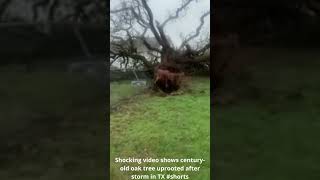 Shocking  Shows Century Old Oak Tree Uprooted After Storm In Tx shorts