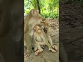 Rarely Seen 🙈Monkeys Family Luna Bring Joy! #Brady💖🐒 #virals #monkey #Ambertroop #SovanaTroop