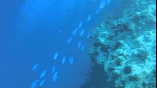 032016 Maldives Holiday - Snorkel 5