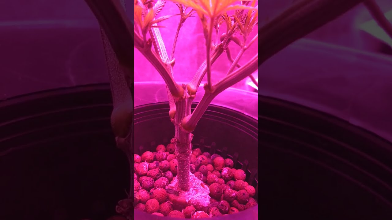 DWC Blue Dream Gelato Indoor Grow