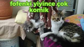 BALKON KEYFİSİ PART2#cat #animals #funnyvideo #pets #kedi