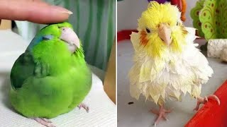 Smart And Funny Parrots Parrot Talking Videos Compilation (2024)  Cute Birds #29