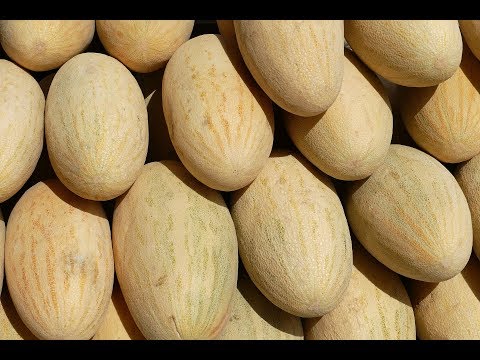 Дыня. Польза. Привкус ацетона. Дынные семечки