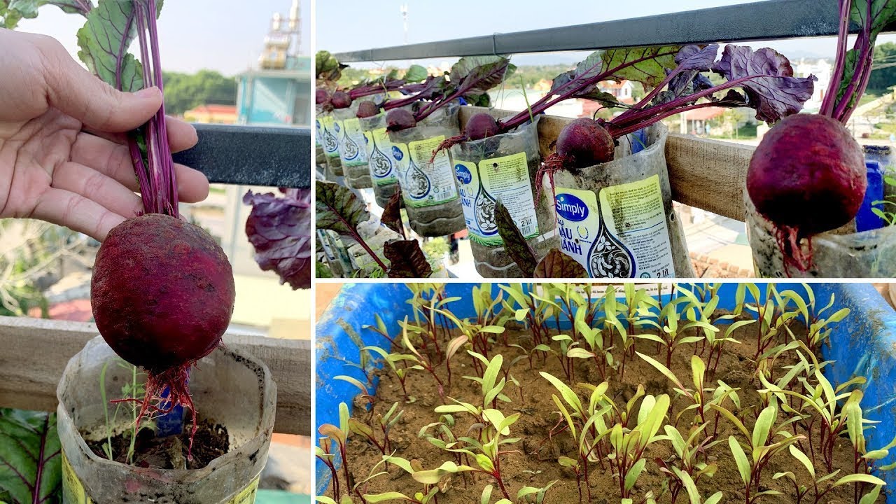 Growing Beetroot on the terrace provides family,easy for beginners. 5 টাকা  বিটের দানা অনেক ফল পাবেন