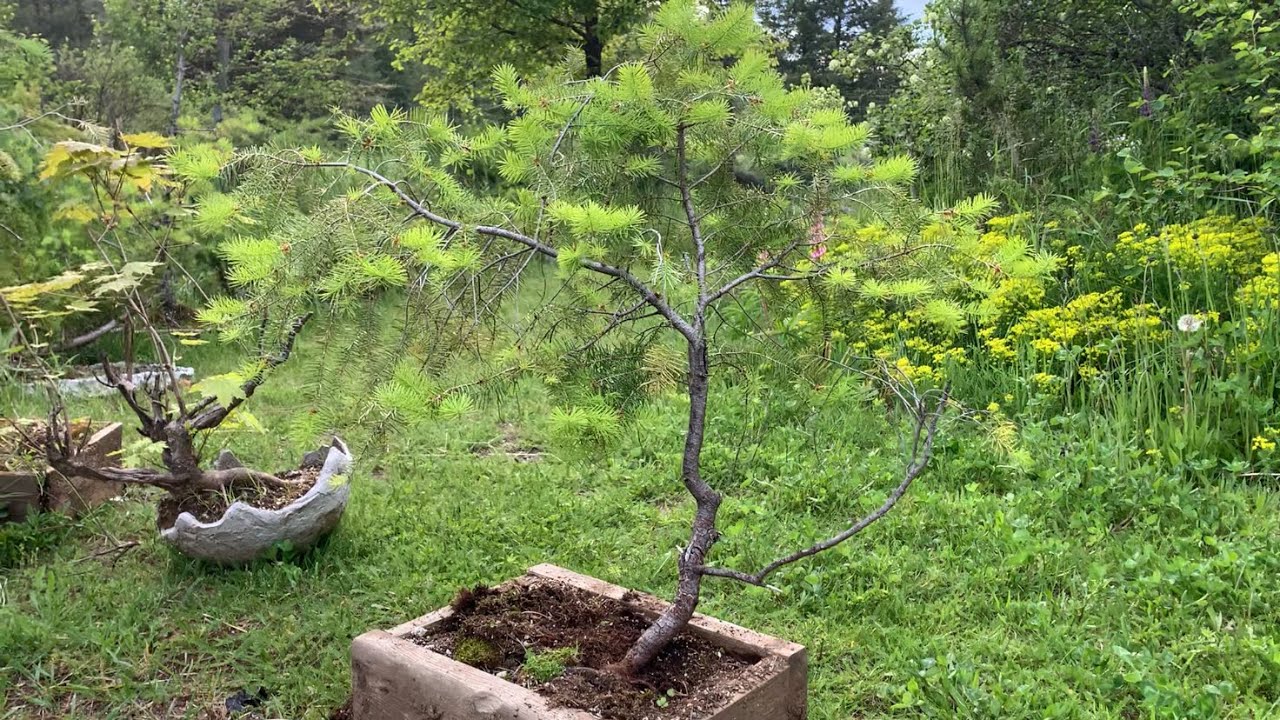 Yamadori Douglas Fir Bonsai Initial Styling, Vancouver Photos