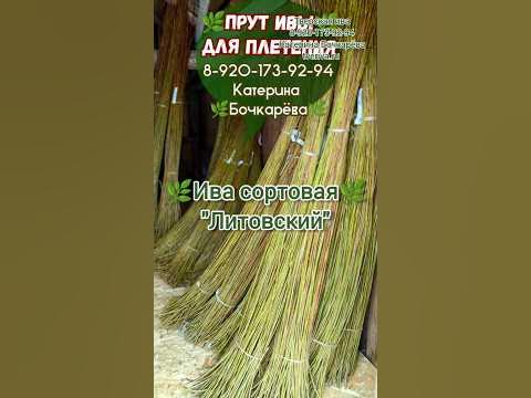 Прут ивы для плетения! Выращиваю сортовой ивовый гибкий прут для ...