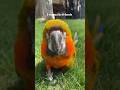 Wanna be friends?! #vibecheck #vibes #friends #comet #macaw #parrots #birds #birdtricks #shorts