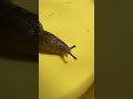 Slug on yellow. #slug #yellow #australia #bugs #insects #creatures #creepy #fnaf