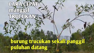 mikat burung TRUCUKAN sekali panggil puluhan langsung datang