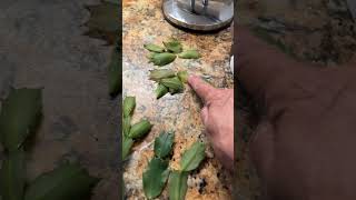 Transplanting my 17 year old Christmas cactus part 1