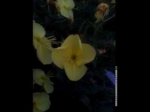 Видео: Обыкновенная информация о луноцвете - Как вырастить папоротник луноцвета
