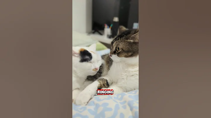 Video 11886831: cat cute funny pet