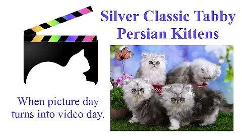 Watch the video about Silver Classic Tabby Persian Kittens