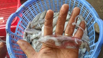 Phân biệt mực lao, mực trứng và mực lá Phú Quốc