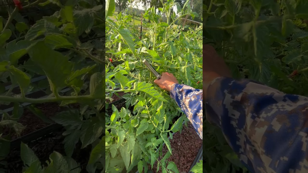 Handheld tape tool great for help with trellising your tomatoes! 🍅