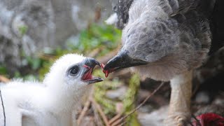 Majestic Harpy Eagles: Kings of the Rainforest