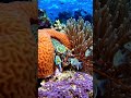 Nature’s Most Intelligent Camouflage | Inside the Mind of a Mimic Octopus #octopus #wildlifeshorts