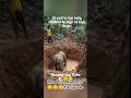 Maa tum kaha ho 😯tumhari yaad aa raha hai #facts #shortreel #animals #forestanimal #junglescene #yt
