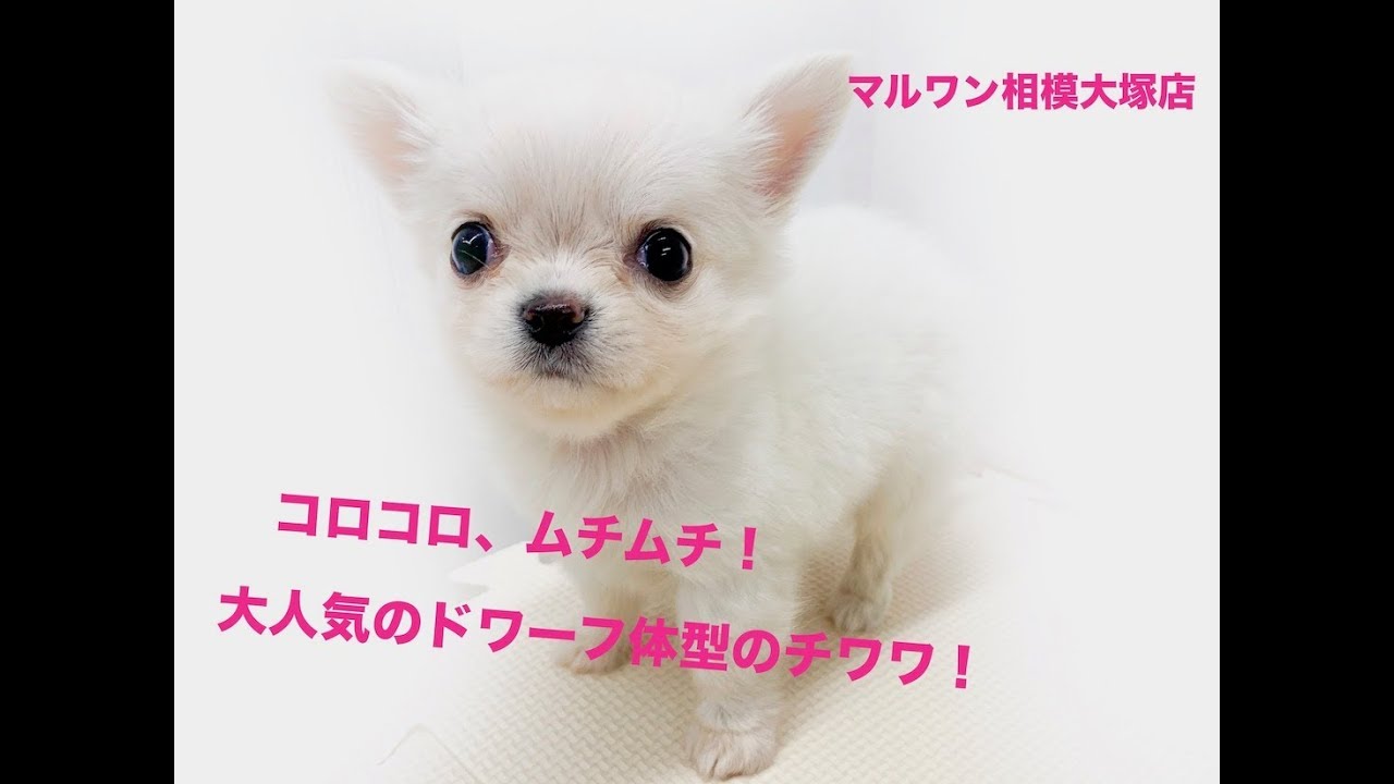 ムチムチ、コロコロ！大人気のドワーフ体型チワワ！ - YouTube