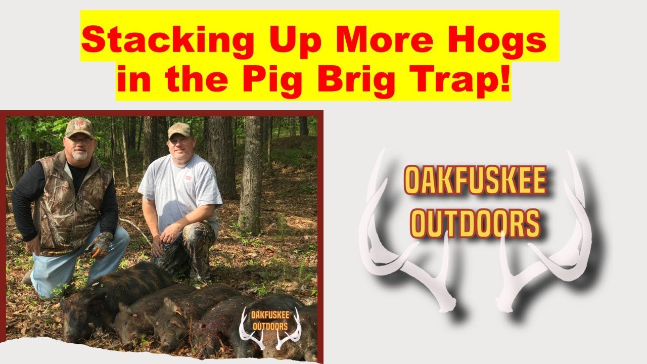 Stacking Up More Hogs in the Trap - YouTube
