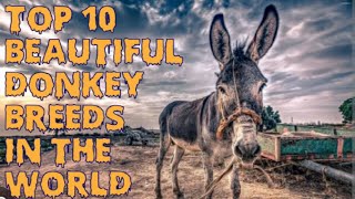 Top 10 Most Beautiful Donkey Breeds In The World❤||Animals Vibe With Syed Wasi || HD Video