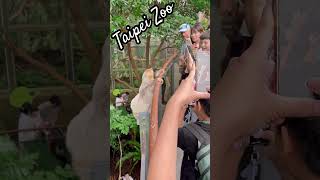 Little Sloth in Taipei Zoo #animallover #animalshorts #taiwan