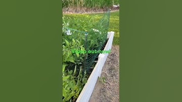 Trellis Build! #trellis #shorts #tomato 🍅