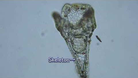 Sea Urchin Development  Biological experiment