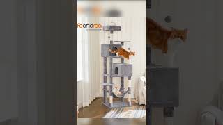 Why Cat Condos for Large Cats Are Essential: The 75-Inch Solution Your Felines Deserve"