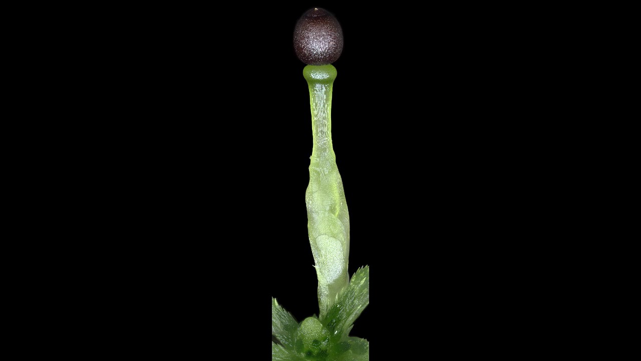 Imaging Sphagnum Moss Time Lapse 