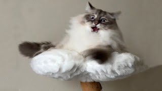 New Funniest Cats And Dogs Videos 😁 Best Of The 2023 Funny Animal Videos 😁 - Cutest Animals Ever by Ninja Cats 29,783 views 4 months ago 30 minutes