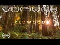 Redwood national park 4k visually stunning 3min tour