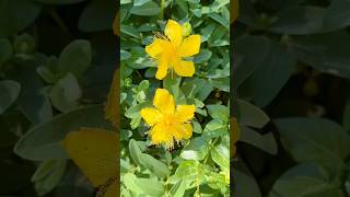 How beautiful are these yellow flowers 💛#flowers #shorts #nature