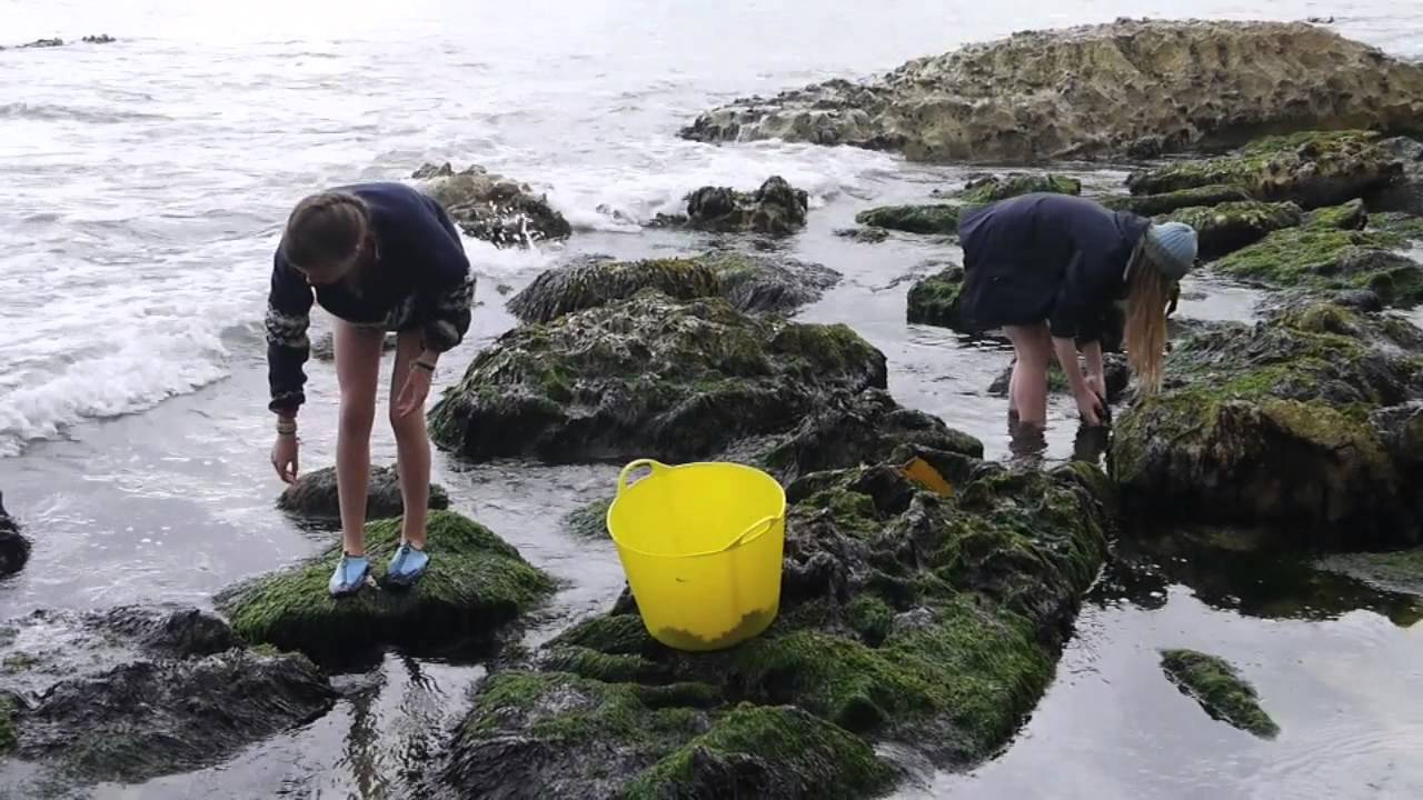 Seaweed Harvesting on the North Coast Ireland YouTube